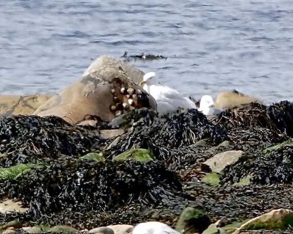 Iceland gull